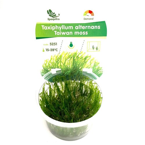 Taiwan moos in einen cup